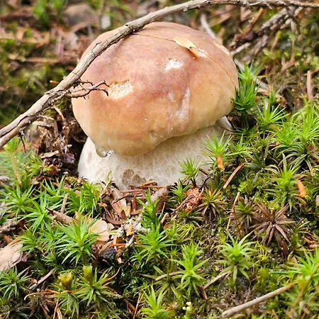 Osmelakowa Dolina Vakantieboerderij