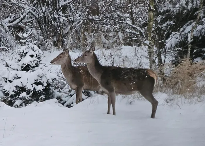Κατάλυμα σε φάρμα Osmelakowa Dolina
